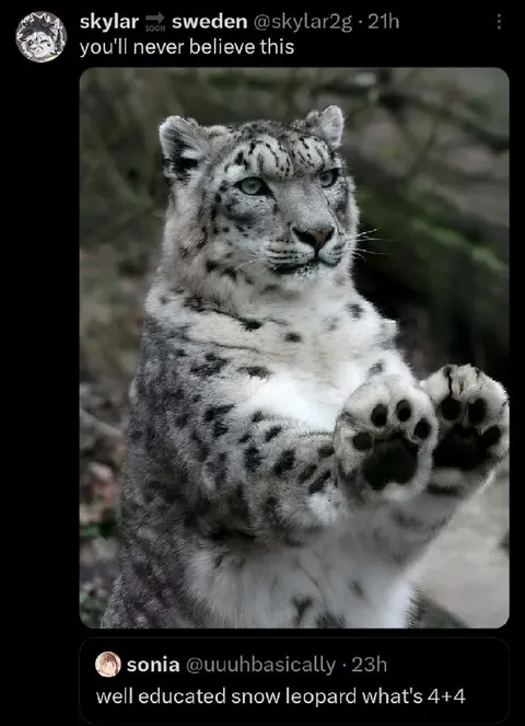 Well Educated Snow Leopard