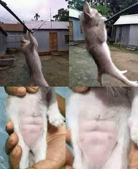 Кот с неожиданным животиком
