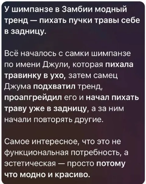 Модный тренд у шимпанзе