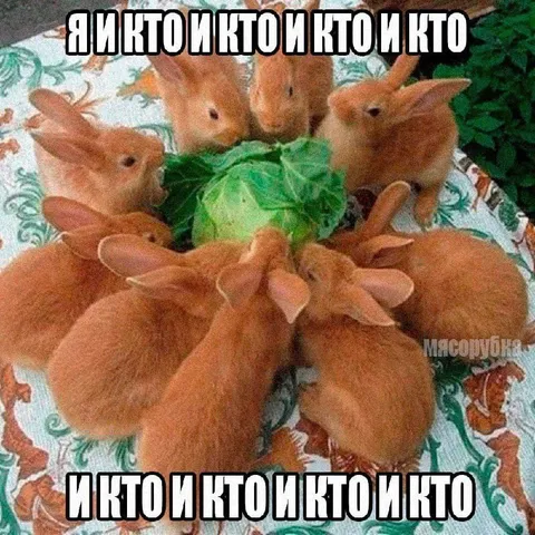 Кролики делят капусту