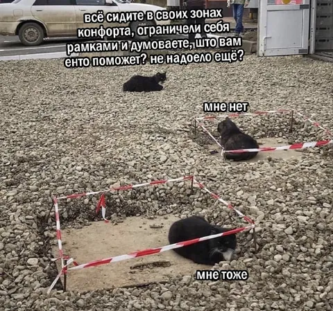 Коты в зонах комфорта