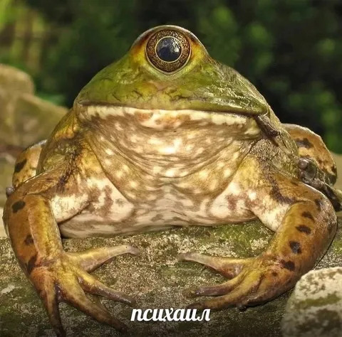 Психанувшая лягушка