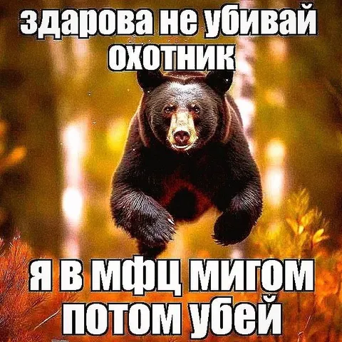 Медведь просит не убивать