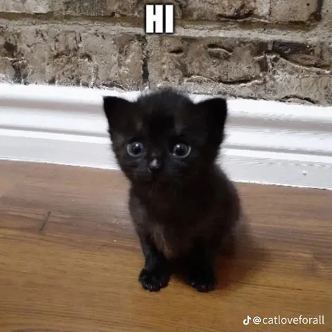 Tiny Kitten Says Hi
