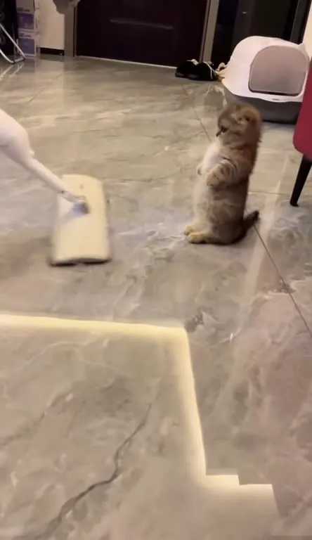 Котёнок против швабры