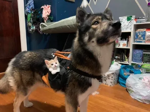 Собака с котёнком в рюкзаке