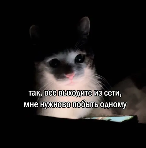 Кот хочет побыть один