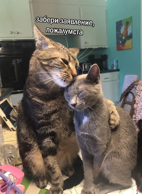 Забери заявление, пожалуйста