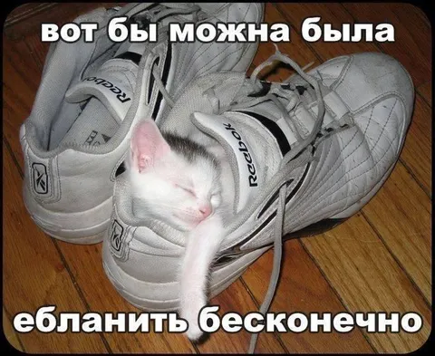 Котёнок в кроссовках