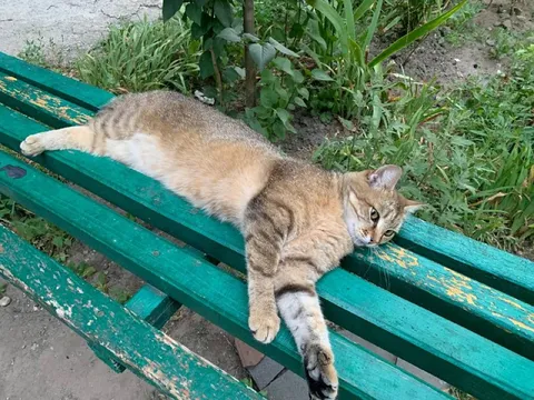 Кот развалился на лавочке