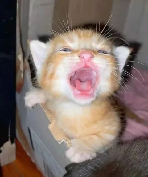 Орущий рыжий котёнок