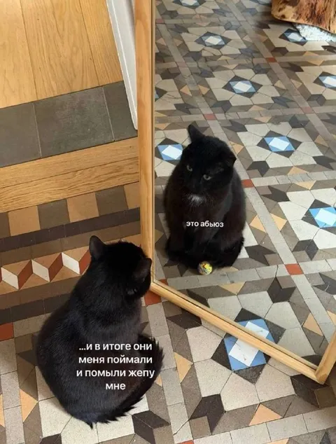 Кот считает это абьюзом