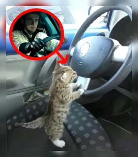 Кот за рулём автомобиля