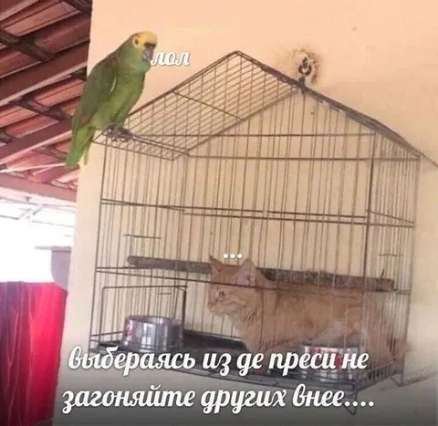 Попугай выбирается из депрессии