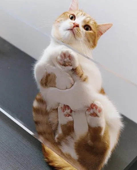 Кот смотрит снизу вверх