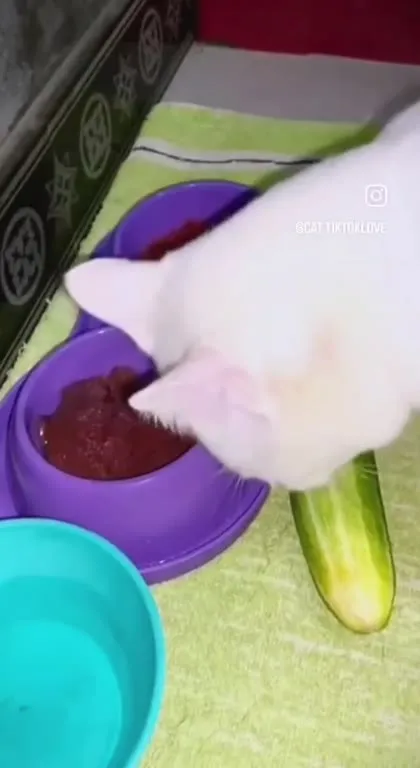 Кот выбирает сухой корм