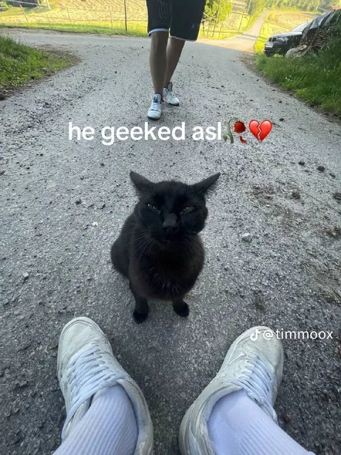 Black Cat Geeked ASL