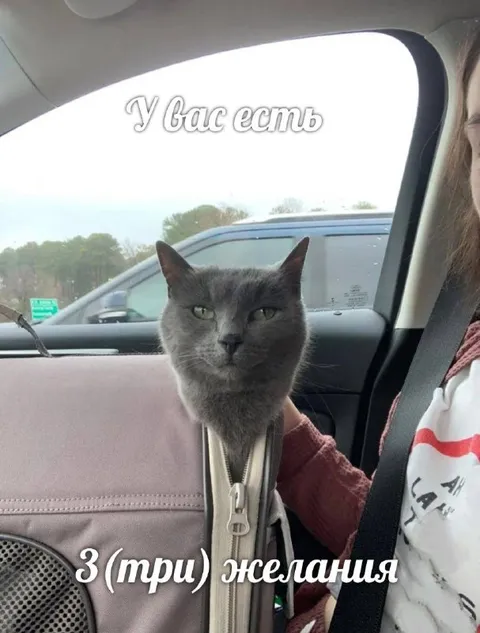 Кот на три желания
