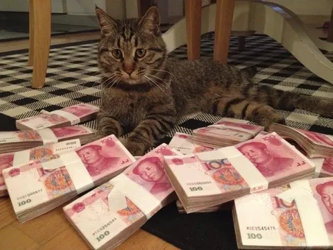 猫咪守着一堆钞票
