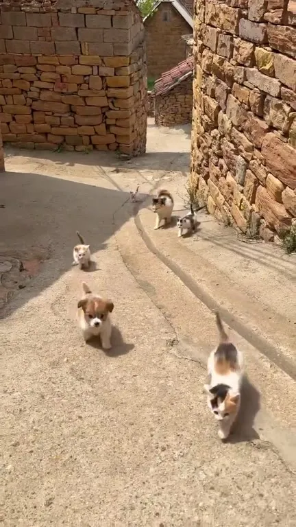 Щенок infiltrates кошачью компанию