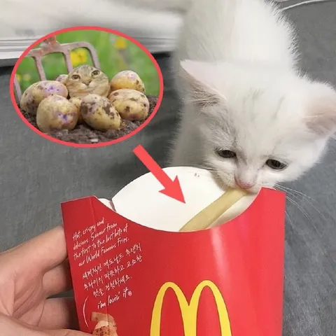 Kitten Eats a Potato