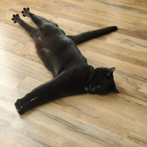 Кот растянулся на полу