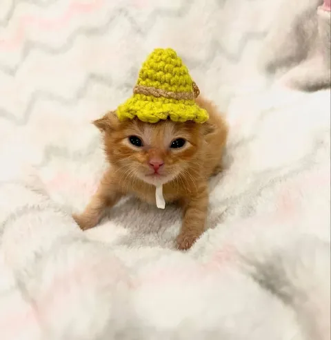 Котёнок в смешной шапке