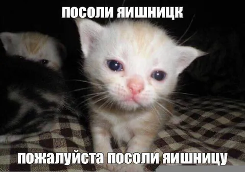 Посоли яишницу, пожалуйста