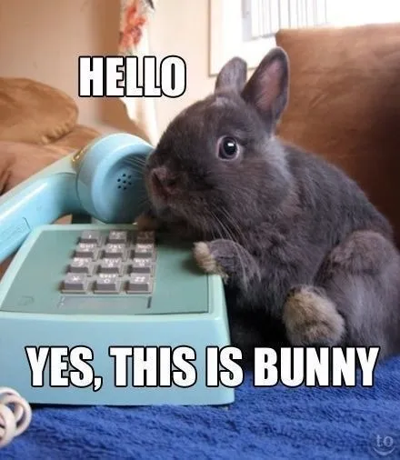 Bunny Answers the Phone