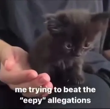 Kitten Beating Eepy Allegations