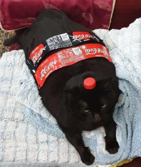 Coca-Cola Cat