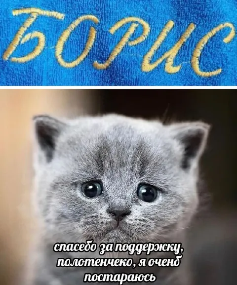 Котёнок благодарит за поддержку