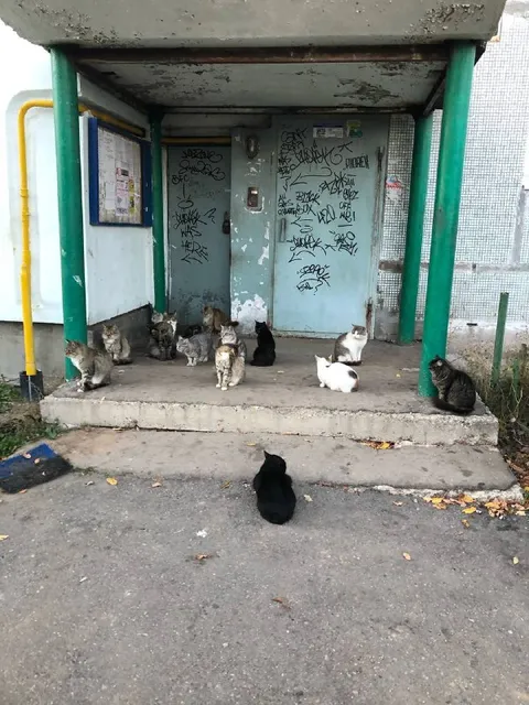 Кошки ждут автобус