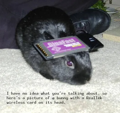 Bunny With a Wireless Card