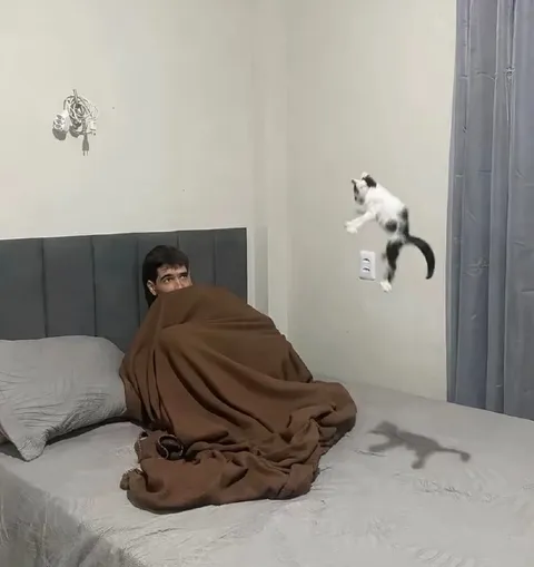 Кот прыгает на кровать