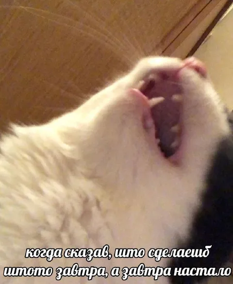 Когда завтра настало
