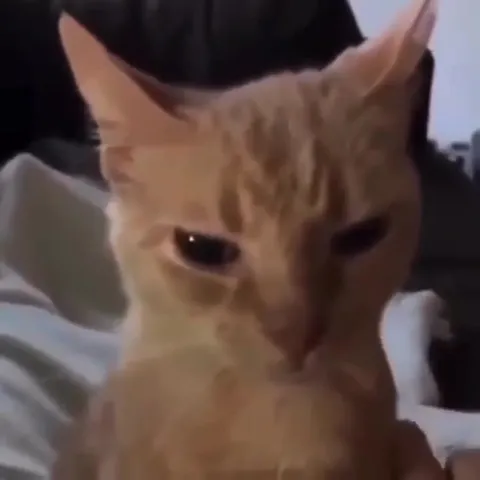 Gato naranja en modo oscuro
