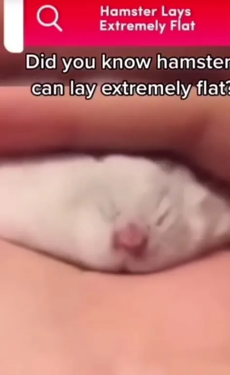 Hamster Lays Extremely Flat