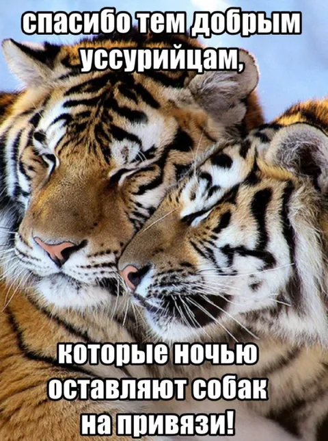 Тигры благодарят добрых уссурийцев