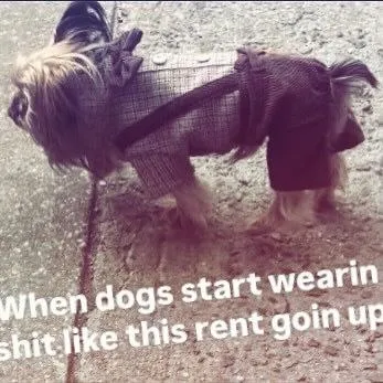 Dogs Wearing Human Clothes