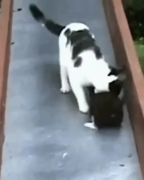 Кот не удержался на горке