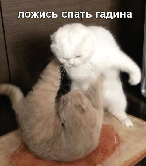 Ложись спать, гадина