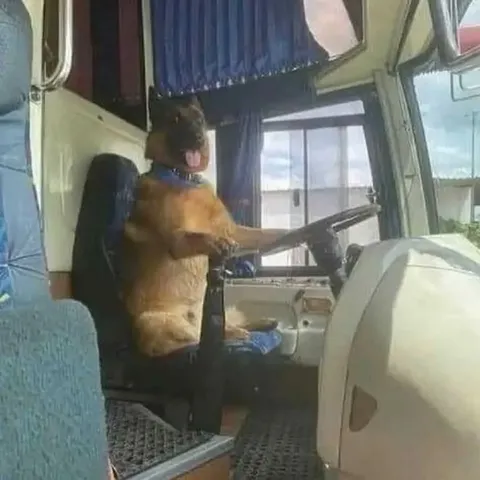 Собака за рулём автобуса