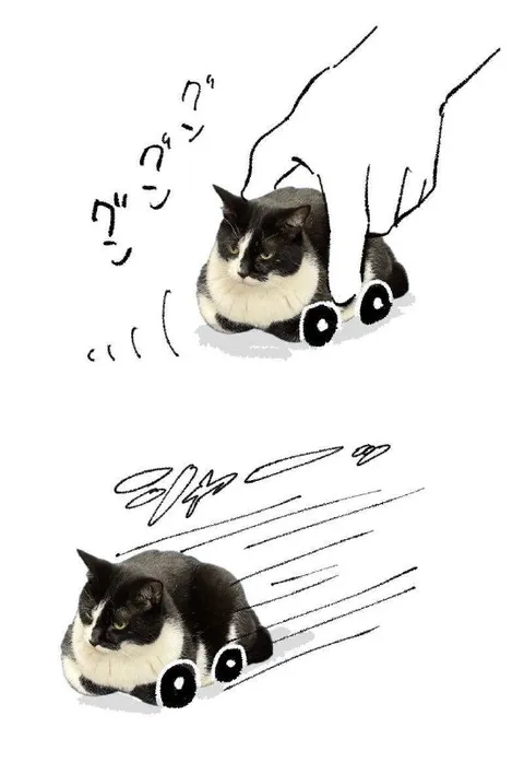 車輪で滑走する猫