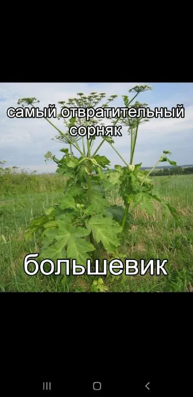 Самый отвратительный сорняк