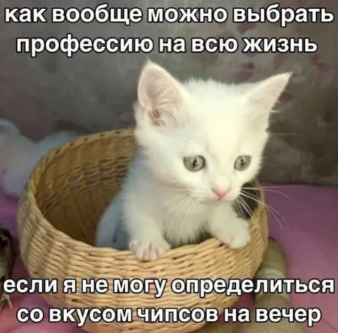 Котёнок не может выбрать профессию