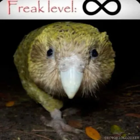 Infinite Freak Level Bird