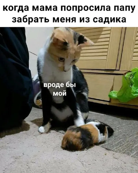 Кошка забирает меня из садика