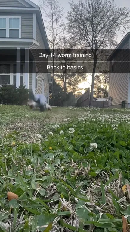 Day 14 Worm Training