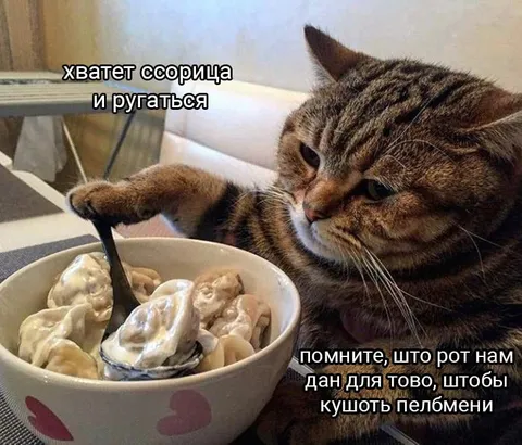 Кот напоминает о пельменях